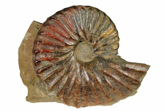 Ammonite (Eupachydiscus) Fossil - British Columbia #180790